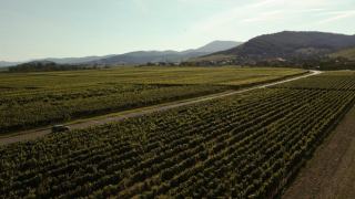 Vins d'Alsace : cépages, Grands Crus et dégustations
